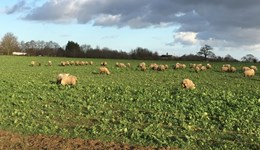 Bedfordshire: Cover crop connections